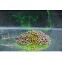 ATTRACTANT LIQUIDE GOO KORDA