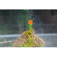 ATTRACTANT LIQUIDE GOO KORDA