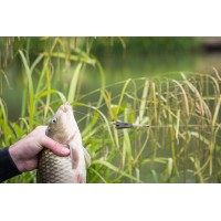 PLOMB OPEN ALLOY FEEDER INTER 20G