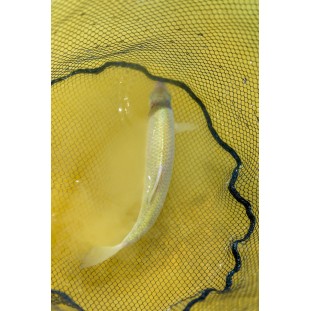 TETE D'EPUISETTE BARB SAFE NET