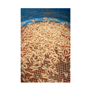 MAGGOT GLUE 300G
