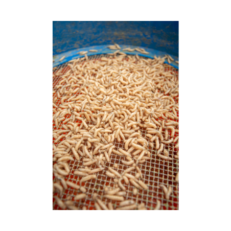 MAGGOT GLUE 300G